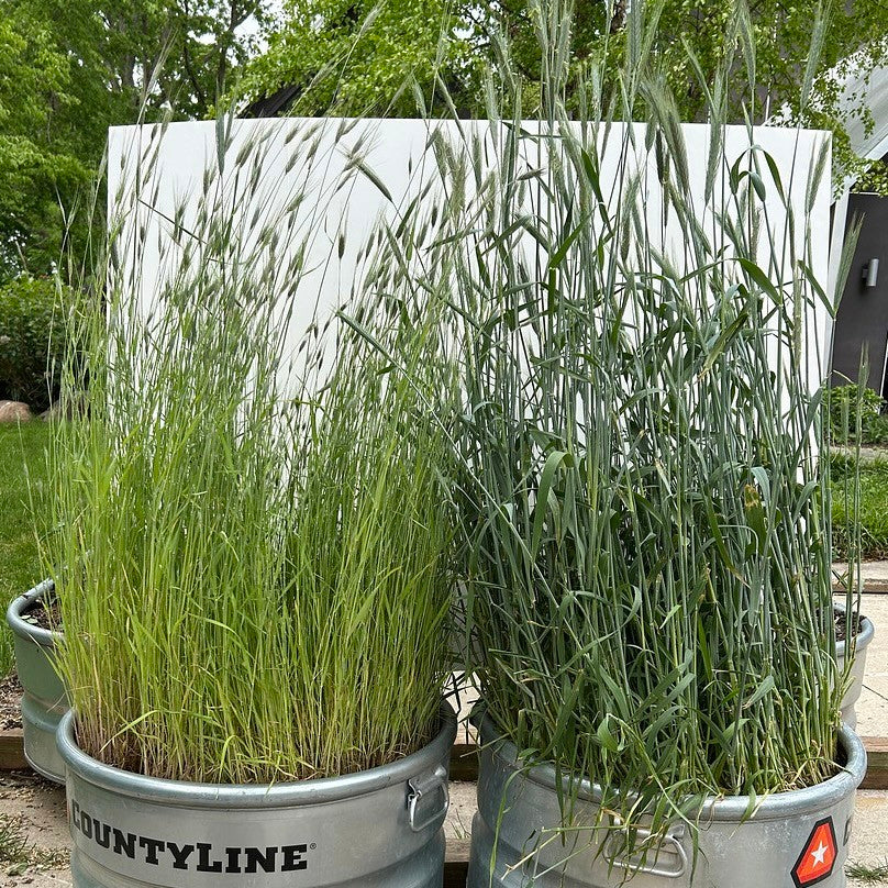 Healthy plant growth