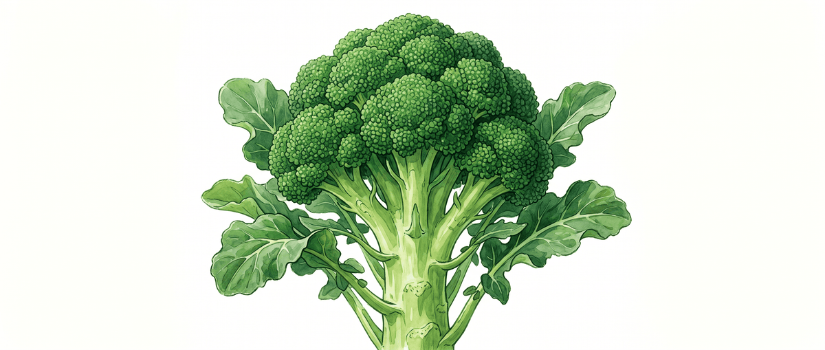 Broccoli growing with Thriva Boost